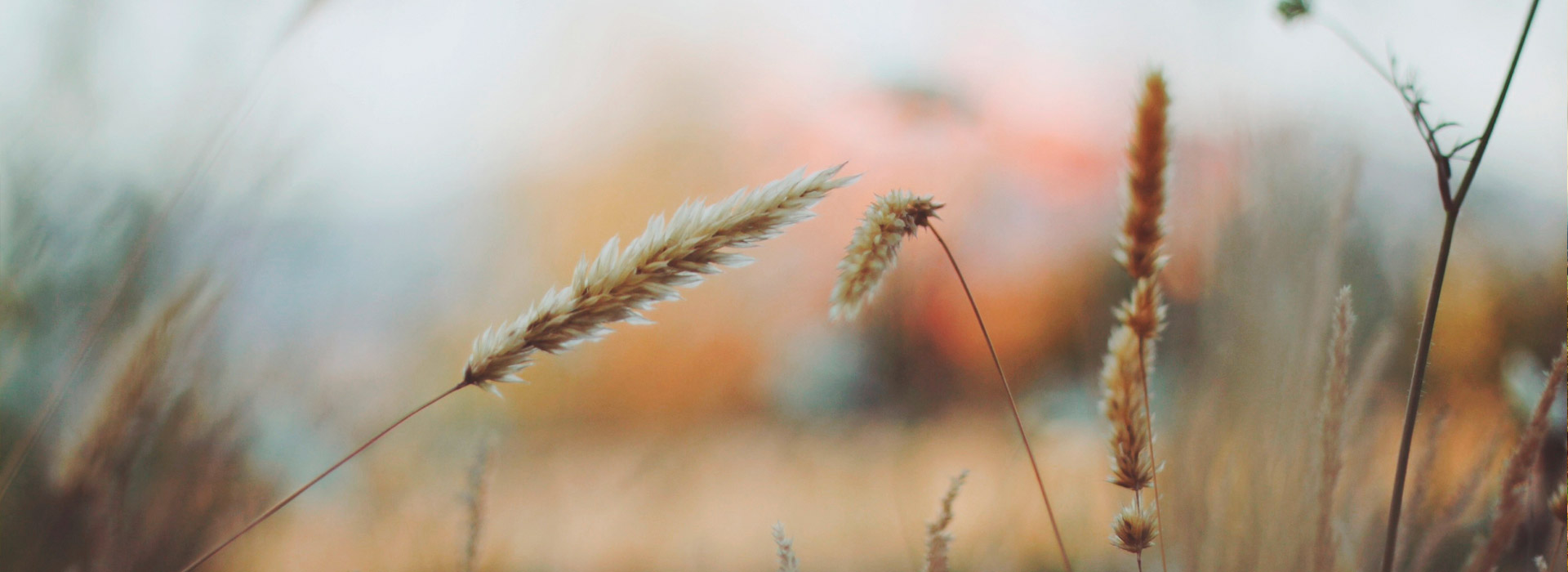 【免越狱】安全的轰炸电话在线下单