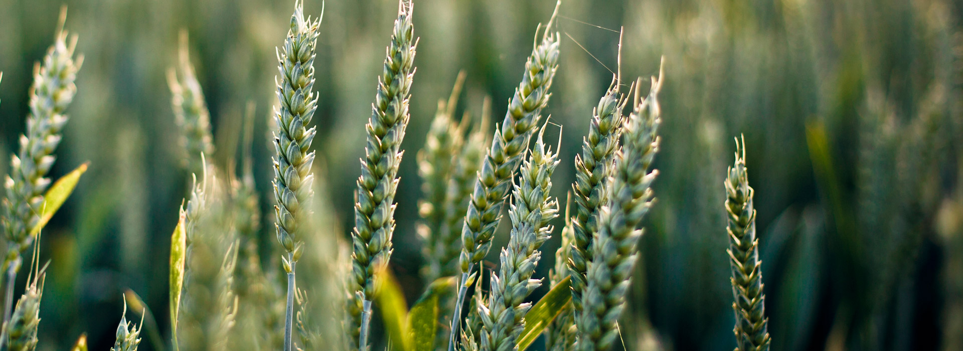 免费用虚拟号码发电话